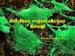 Prezentācija 'Dzīvības organizācijas līmeņi', 1.