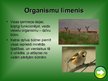 Prezentācija 'Dzīvības organizācijas līmeņi', 7.