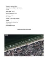 Konspekts 'Liela mēroga pasākuma plāns un organizācija', 6.