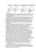 Referāts 'Cilvēku izcelšanās. Evolucionārā teorija', 5.