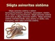 Prezentācija 'Asinsrites orgānu sistēma', 12.
