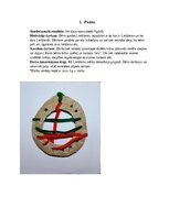 Konspekts 'Šūšanas mape pirmsskolā', 2.