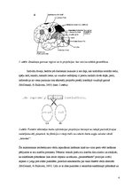 Referāts 'Vizuālās uztveres neiropsihloģiskie mehānismi lasīšanas laikā', 4.