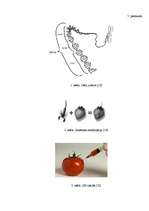Referāts 'Ģenētiski modificētā pārtika - 21.gs. dzīves realitāte', 34.