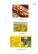 Referāts 'Ģenētiski modificētā pārtika - 21.gs. dzīves realitāte', 35.