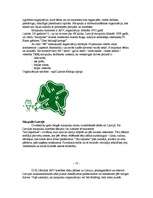 Referāts 'Skautu un gaidu, mazpulku darbības vēsture', 10.