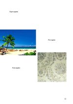 Referāts 'Tapetes', 12.