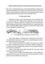 Referāts 'Plakanās pēdas veidošanās iemesli un profilakse', 6.