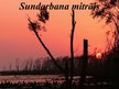 Prezentācija 'Sundarbana mitrājs', 1.