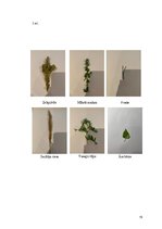 Prakses atskaite 'Latvijas augsne un dzīvā daba', 15.