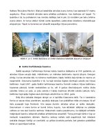 Konspekts 'Tūrisma maršruta piedāvājums "Kristīgo dievnamu diženums, skaistums un daudzveid', 5.