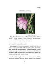 Diplomdarbs 'Grīņa sārtenes izplatība dabas liegumā "Sakas grīņi"', 27.