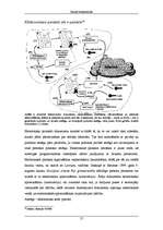 Referāts 'Jaunā ekonomika', 57.