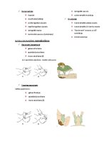 Konspekts 'Elpošanas novērtēšana un uzturēšana', 2.