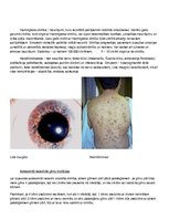 Konspekts 'Cilvēka ģenētika - gēnu mutācijas', 2.