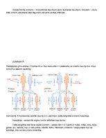 Konspekts 'Cilvēka ģenētika - gēnu mutācijas', 6.