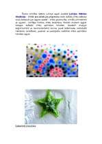 Konspekts 'Vitrāžas', 5.