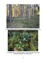 Referāts 'Etalonteritorijas biotopu un augšņu daudzveidība', 19.