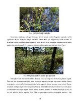 Referāts 'Etalonteritorijas biotopu un augšņu daudzveidība', 28.