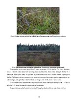 Referāts 'Etalonteritorijas biotopu un augšņu daudzveidība', 30.
