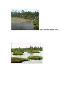 Konspekts 'Teiču dabas rezervāts', 2.