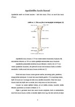 Konspekts 'Apakšstilba un pēdas kaulu lūzumi', 4.