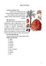 Referāts 'Eļļas augi: soja, saulgrieze, rapsis, olīvkoki, zemesrieksti', 8.