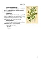 Referāts 'Eļļas augi: soja, saulgrieze, rapsis, olīvkoki, zemesrieksti', 10.