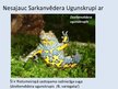 Prezentācija 'Sarkanvēdera ugunskrupis', 4.
