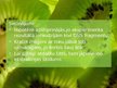 Prezentācija 'DNS izdalīšana no kivi augļiem', 12.