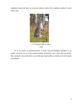 Referāts 'Dzimumvairošanās', 8.