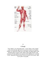 Referāts 'Referāts sportā', 11.