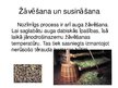 Prezentācija 'Garšaugu apstrāde, zāļu tēju ražošana', 13.