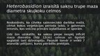 Prezentācija 'Koksnes īpašību ģenētiskā nosacītība eglei', 7.
