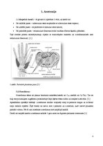 Referāts 'Karpālā kanāla sindroms', 3.
