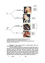 Konspekts 'Starplokusu mijiedarbības veidi - epistāze, polimērija, komplementaritāte', 4.