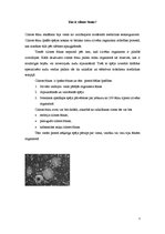 Referāts 'Cilmes šūnas', 1.