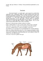 Referāts 'Latvijas zirgs', 4.