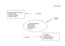 Referāts 'Starptautiskā darba organizācija', 13.