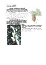 Referāts 'Skuju koki Latvijā', 2.