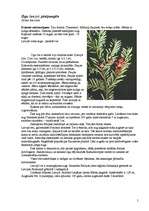 Referāts 'Skuju koki Latvijā', 5.