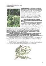 Referāts 'Skuju koki Latvijā', 6.