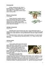 Referāts 'Skuju koki Latvijā', 7.