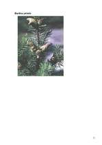 Referāts 'Skuju koki Latvijā', 11.