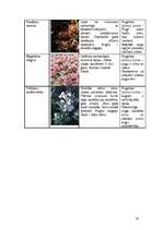 Konspekts 'Mežu, pļavu, kāpu, purvu biotopi', 14.