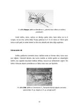 Referāts 'Latviešu zemnieku sauszemes transportlīdzekļi 19.gadsimtā', 12.