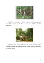 Referāts 'Aperitīva dzērieni - rums', 11.