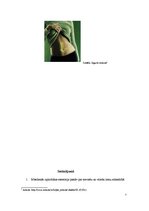 Referāts 'Stereotipizācijas efekti veselīgu produktu reklāmas. Konkrētu piemēru analīze', 7.