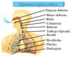 Prezentācija 'Cilvēka elpošanas orgānu sistēmas uzbūve un funkcijas', 2.