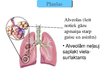 Prezentācija 'Cilvēka elpošanas orgānu sistēmas uzbūve un funkcijas', 4.